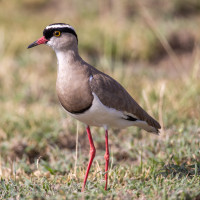 Crowned Lapwing